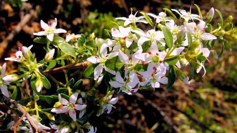 buchové listy v cystolaxe